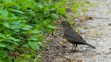 young blackbird in the natural environment