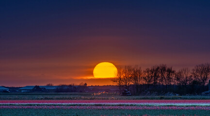 Sunset in the Netherlands over flower fields.