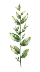 PNG A herb herbs amaranthaceae astragalus