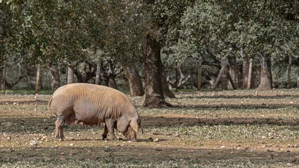 Iberian pig, Iberian breed pig cattle in the pasture - obrazy, fototapety, plakaty