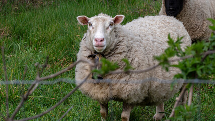 Naklejka na ściany i meble Closeup of Finnish sheep in the field looking at camera