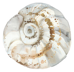 PNG A shell invertebrate seashell clothing - obrazy, fototapety, plakaty