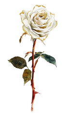 PNG A tiny white rose blossom flower plant