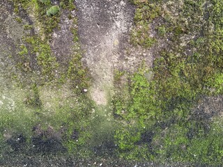 moss on wall, winter season in Italy. 