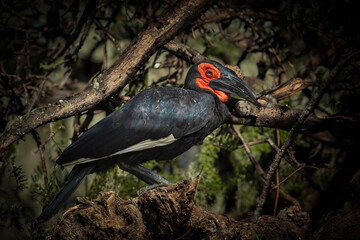 photographs of a burcavidae in the middle of nature looking distracted