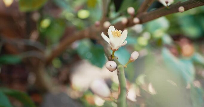 Lemon tree flower in ants on the bloom
