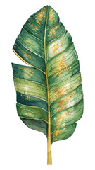 PNG Banana leaf tobacco animal plant.