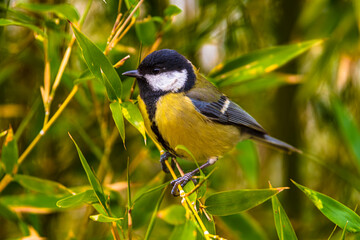 Obraz premium photographs of a great tit in nature