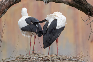 image of two storks in the nest with their backs to the camera