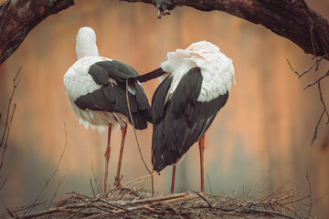 image of two storks in the nest with their backs to the camera