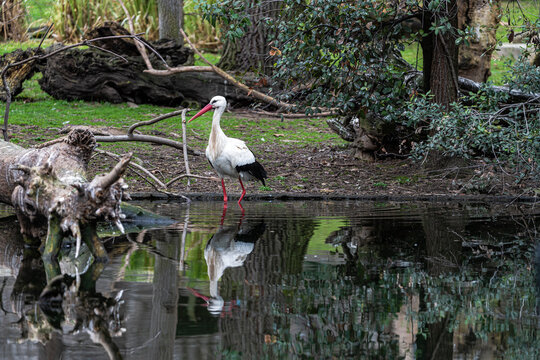 image of a stork next to a lake in nature