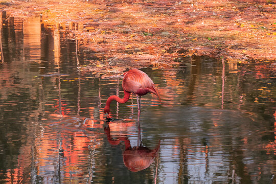 photographs of flamingos by the water in the middle of nature