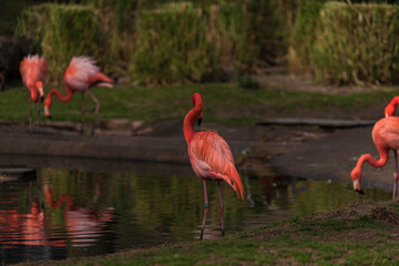 photographs of flamingos by the water in the middle of nature