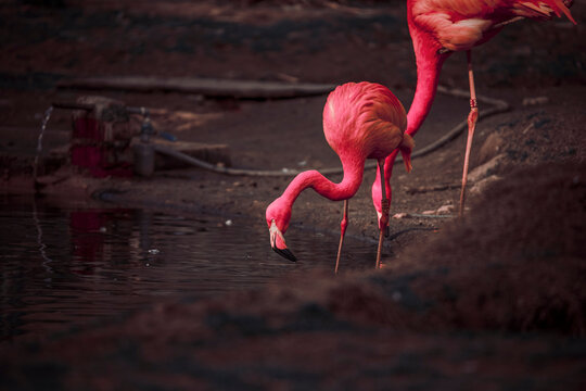 photographs of flamingos by the water in the middle of nature