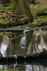 Fototapeta premium photographs of gray herons next to the water in nature