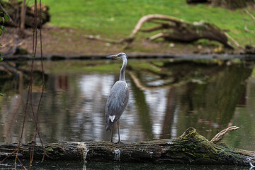 photographs of gray herons next to the water in nature