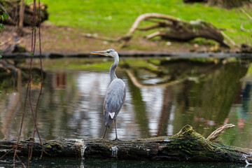 photographs of gray herons next to the water in nature