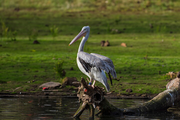 photographs of a pelican next to the water in nature