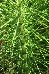 Equisetum