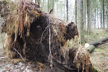 Picea abies, Norway spruce or European spruce. Fir is large, fast-growing evergreen coniferous...