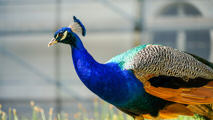 A Peacock Displays Its Exquisite Colors and Elegant Plumage