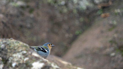 Blue-headed bird with striking eye detail peeks over a rock, set against a bokeh wilderness background