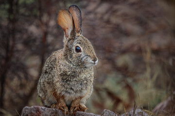 Naklejka na ściany i meble A Desert Cottontail Rabbit in the high desert of Arizona after a Spring rain shower.