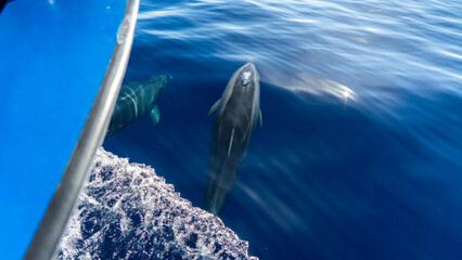 Two dolphins glide through the water ahead of a boat in Madeira's clear blue sea.