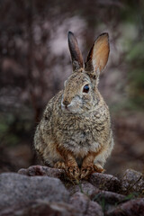 A Desert Cottontail Rabbit in the high desert of Arizona after a Spring rain shower.
