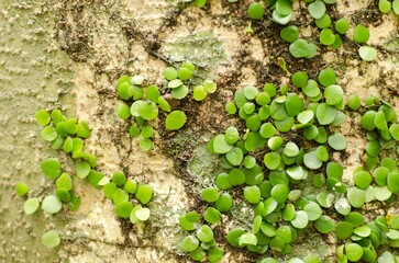 A tree trunk covered in green plants