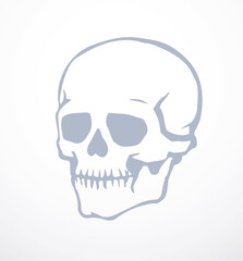 Vector drawing. Skull and neck bones - 786600631