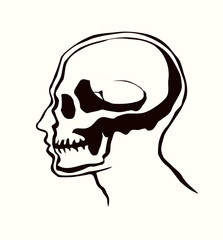 Vector drawing. Skull and neck bones - 786600634