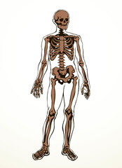 Human skeleton. Vector schematic drawing - 786600677