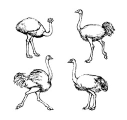 Vector drawing. Ostrich in the steppe - 786600837