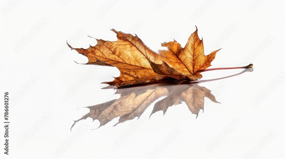 Poster a single leaf laying on a white surface. suitable for nature or minimalistic concepts