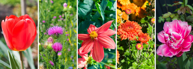 collage of garden flowers. Wide photo.