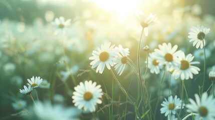 Bright sun shining through a field of daisies, perfect for nature and floral concepts
