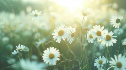 Fotobehang Bright sun shining through a field of daisies, perfect for nature and floral concepts © Fotograf