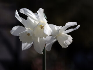 Closeup of flowers of Narcissus 'Thalia' in a garden in Spring against a dark background