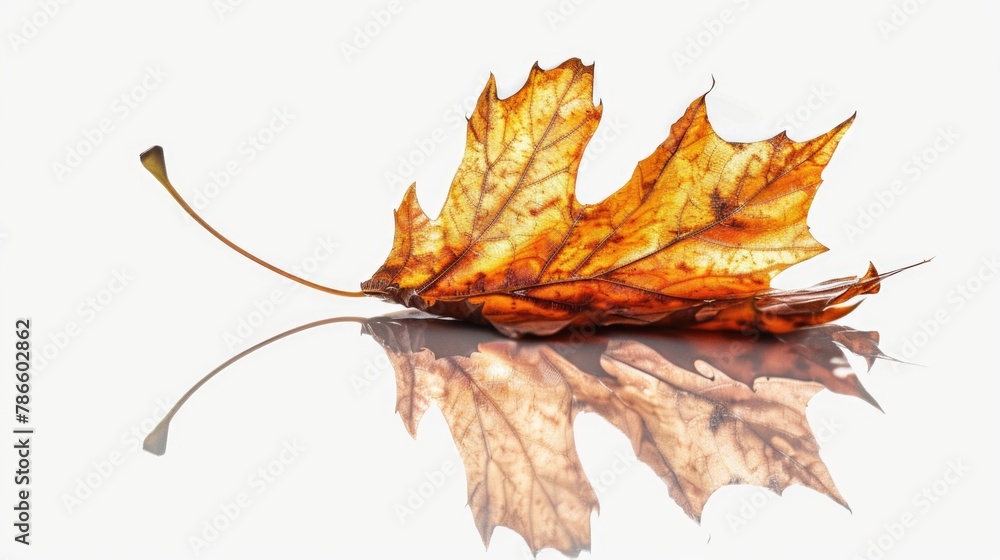 Aufkleber A single leaf on a reflective surface, suitable for various nature and minimalist design concepts
