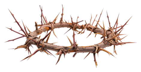 PNG Invertebrate accessory lobster seafood