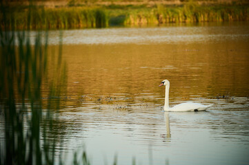 A single white swan on the water on a pond in Czajki in the Lublin region in Poland - obrazy, fototapety, plakaty