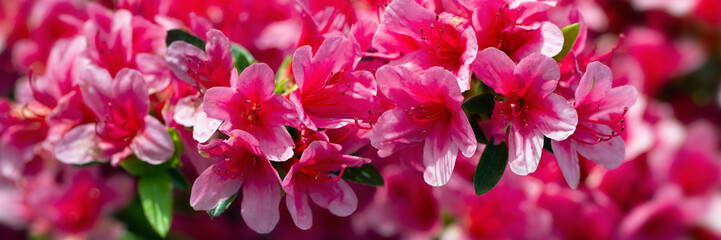Fototapeta na wymiar Panorama of flowers of Rhododendron 'Sylvester' in a garden in Spring