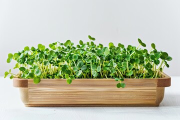 Fresh healthy natural microgreens in a wooden container on a white background. Organic food, vegan, nutrition health care. Element for design
