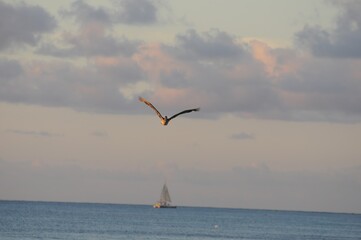 A bird is flying over the ocean with a sailboat in the background freedom air lonelily wild