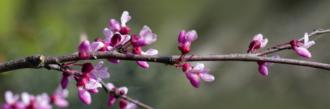 Panorama of Cercis canadensis var. mexicana in a garden in Spring