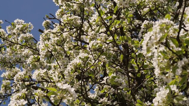 Pear blossoms in spring on a sunny day