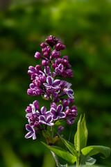 Closeup of flowers of Syringa vulgaris 'Sensation' in a garden in Spring