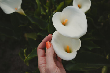 White blooming arum lilies in female hand with orange manicure. A gardener growing and taking care of green plants in spring garden. Floral beauty.