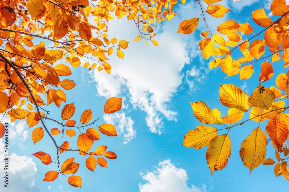 Poster a view of the sky through the leaves of a tree. suitable for nature and outdoor themes